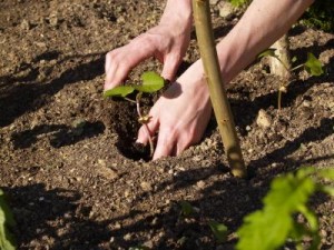 110168-400x300-Planting_Bean_Seedling
