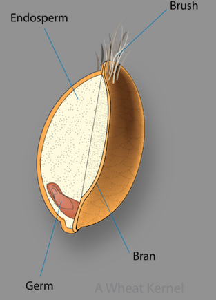 Wheat Kernel